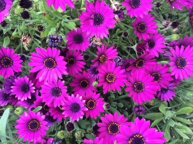 Purple Flowers